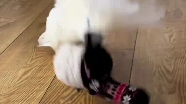 一个破袜子都可以玩的很开心