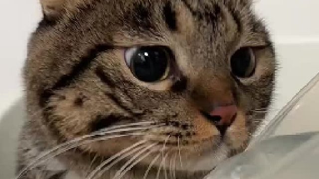 小猫咪洗澡好委屈呀！在浴缸里就忍不住亲亲小卷了！