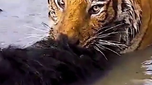 老虎捕捉黑熊！果然是够强悍呢