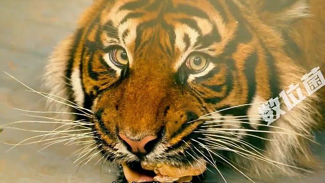 老虎嘴被骨头卡住，饲养员拿起铁锤，虎口治牙！