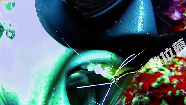 清洁虾帮潜水员清理牙齿，认真又仔细，隔夜菜都掏干净！