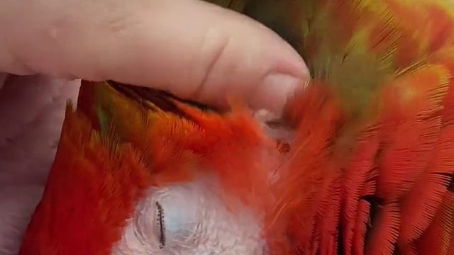 金刚宝宝好享受