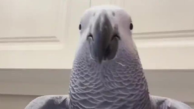 小宝：俺是一鸡蛋