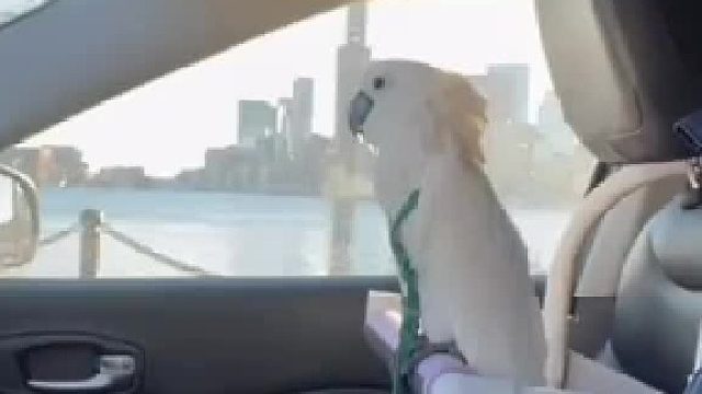 阿葵出门可是有专属座位