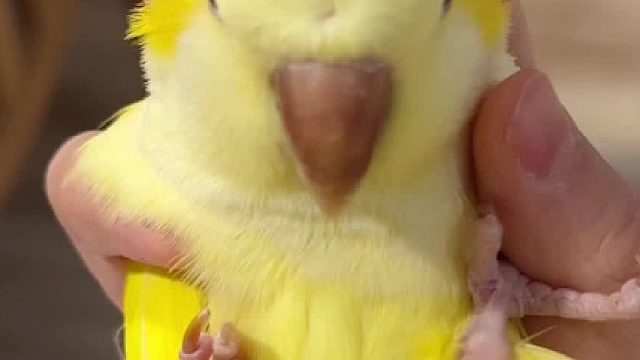 柚柚：终究是错付了