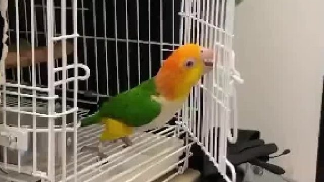 就是你把我关起来的是吧