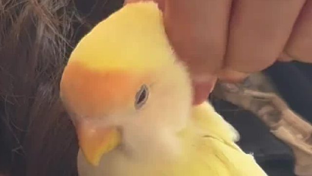 怎么欺负都不走的小鸡你有吗