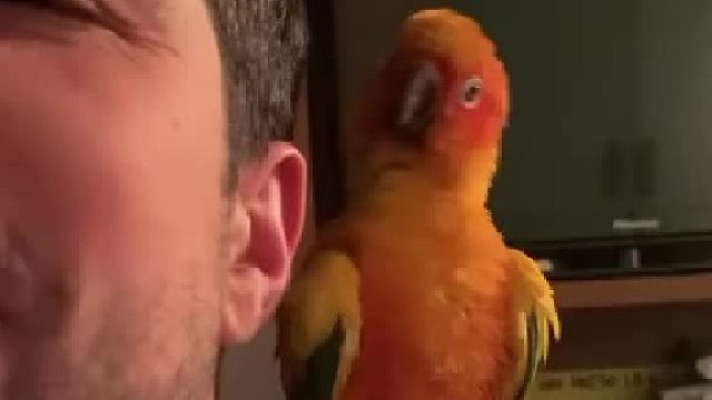 这哪里是养的鹦鹉，这完全就是一只小妖精啊……