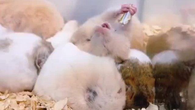 你清高，躺在别鼠身上享受