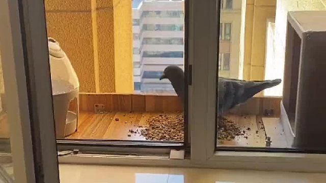 朋友们，这窝没戏了，怎么才能让它下窝选择我这儿？