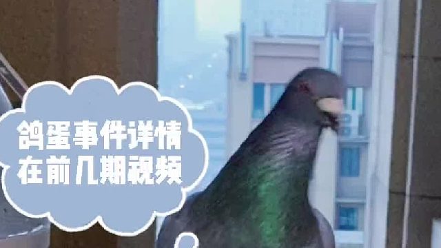 我想中标鸽子的月子会所还有问题吗？有效建议全部采纳啊！