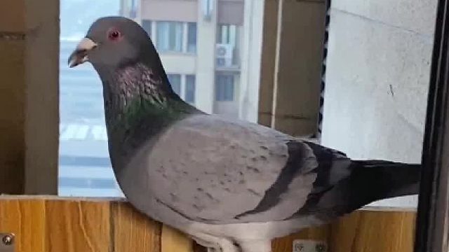 为了安抚鸽子痛失爱子的心情，我给它准备了一份惊喜…