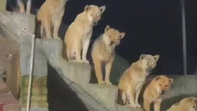 九只萌哒哒，齐刷刷