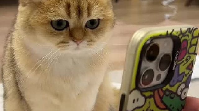 猫猫:顶一瓶汽水算什么