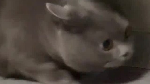 宝宝！！你怎么像只大黑耗子