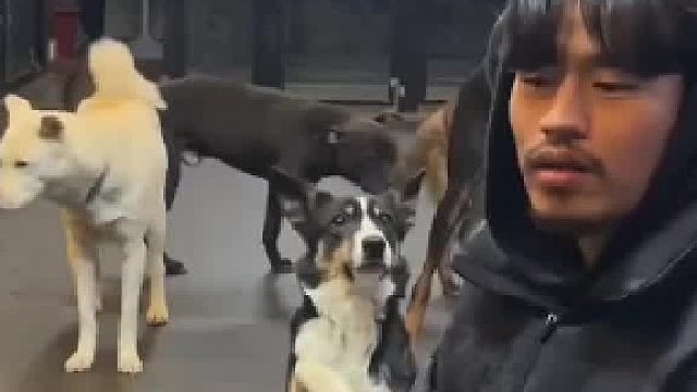 ？？？狗接东西居然用手？？？