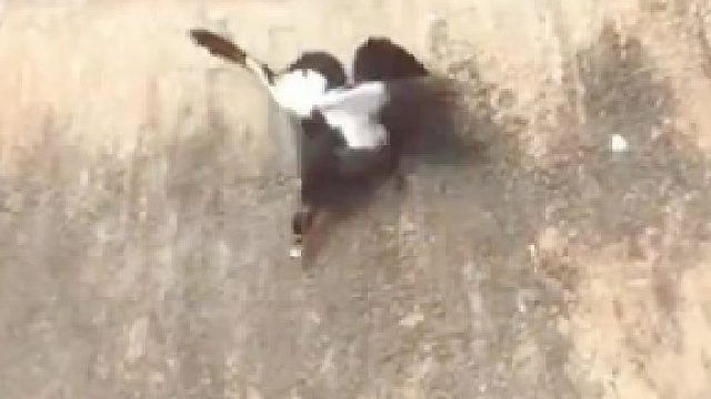 鸭妈妈带娃下水，一路反复社死...