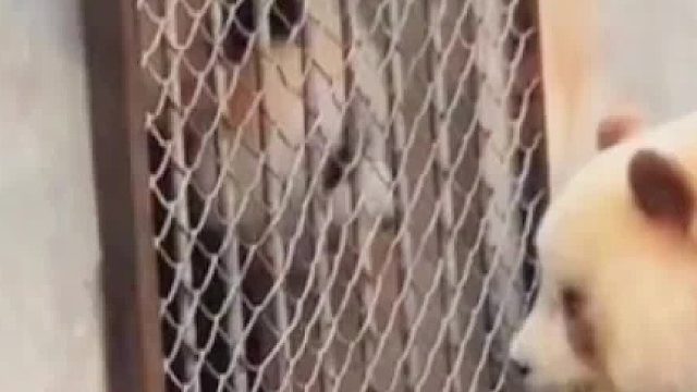 七仔和乐乐的相爱相杀