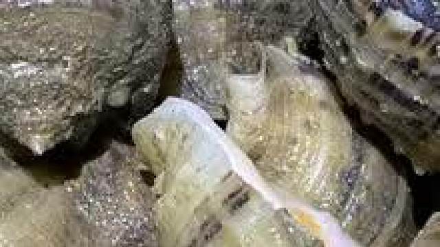 海螺岛上的礁石都被海螺覆盖了，真是海螺盛宴