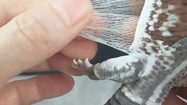 帮蜥蜴蜕皮，看着超解压……