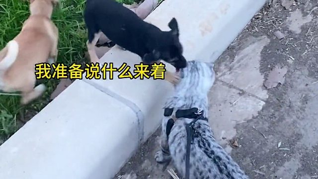 震惊！这辈子居然看见猫骑狗了