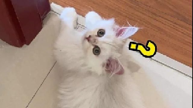 每次叫“过来“跑得比谁都快，你的名字就听你的吧