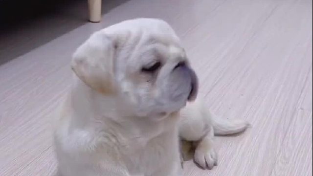 屏幕前的你，学废了吗？