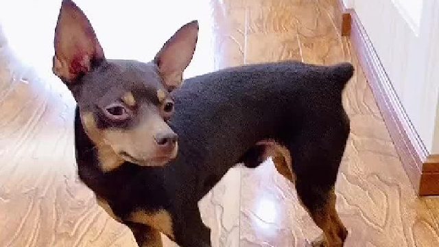 是狗子智商太高还是铲屎官。。。。。