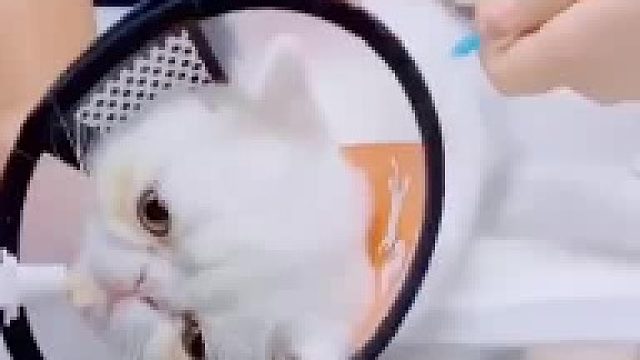 猫猫：原来痛并快乐着就是这个模样