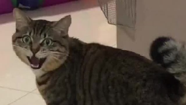 轻轻抿了下小猫的耳朵，它快气炸了！还委屈得不肯理我……