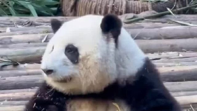 花花很认真听游客讲话