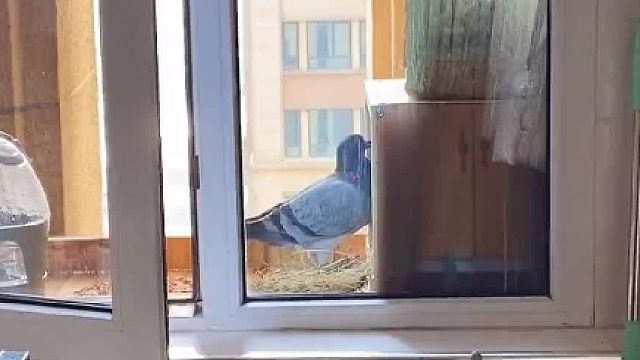 朋友们！小鸽子好像看中这个新家了！就是它还有一个小小的要求…