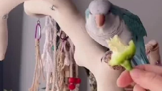 小鸟其实啥都懂