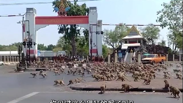 印度人把猴当作神明，非洲人却吃猴成瘾，同是猴差别为啥这么大1