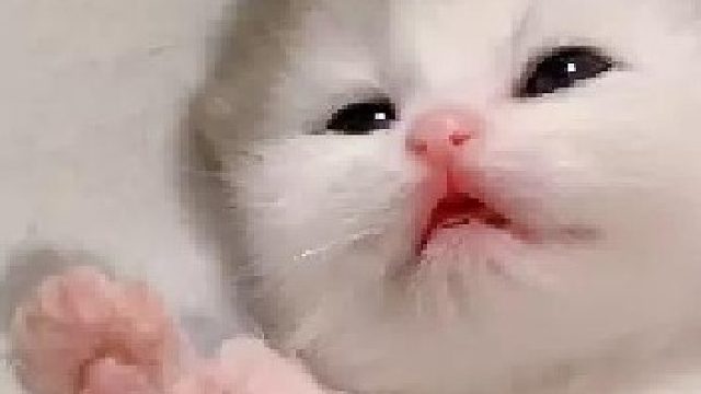 确认过睡姿，这是忘了喝孟婆汤的喵～