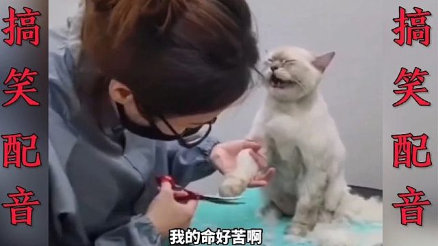 搞笑配音：一个比一个搞笑 这简直就是翻译