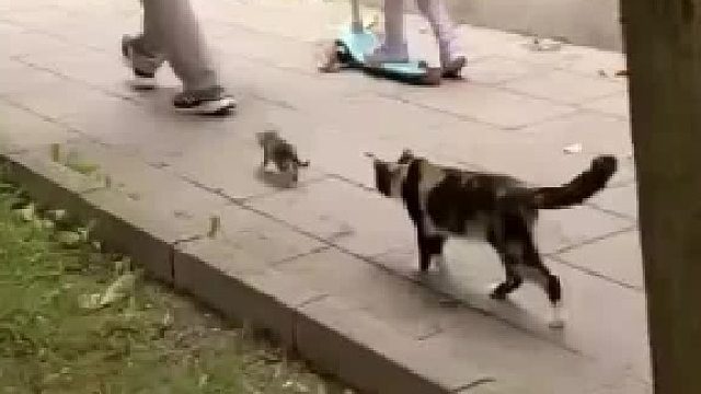 小猫咪跟着爷爷走，猫妈妈一路都阻止不了