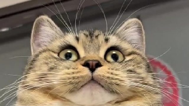 有镜头感的小猫