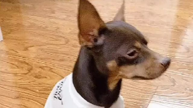 铲屎官多了有啥好处？