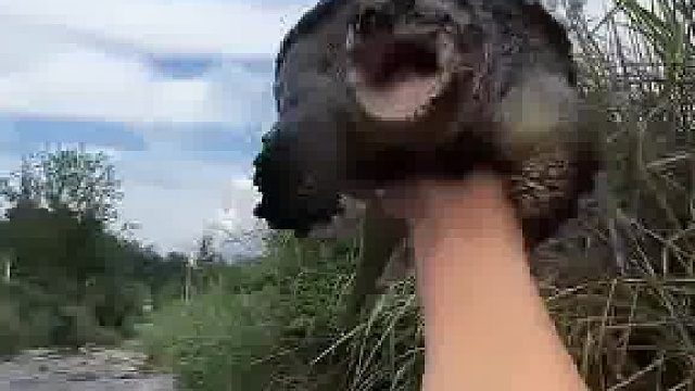 它笑得好开心呀