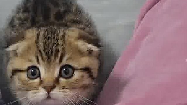 心思全写在脸上的猫猫 天冷床上长猫了