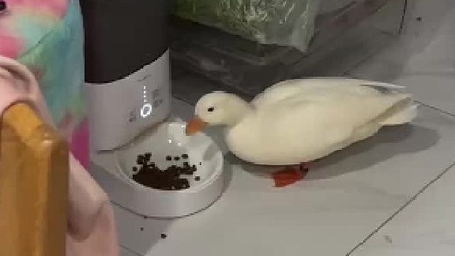 怪不得猫粮消耗得这么快