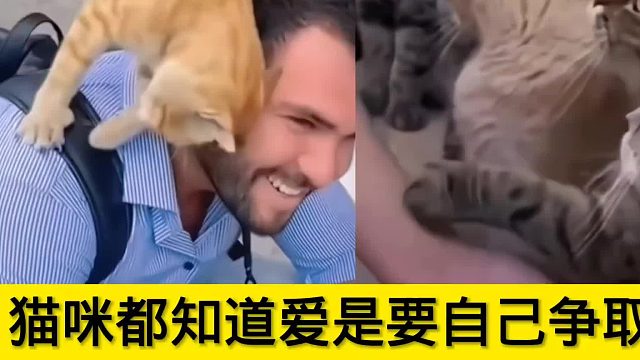 猫咪都知道爱是要自己争取的：看得出来它们真的有在被好好对待