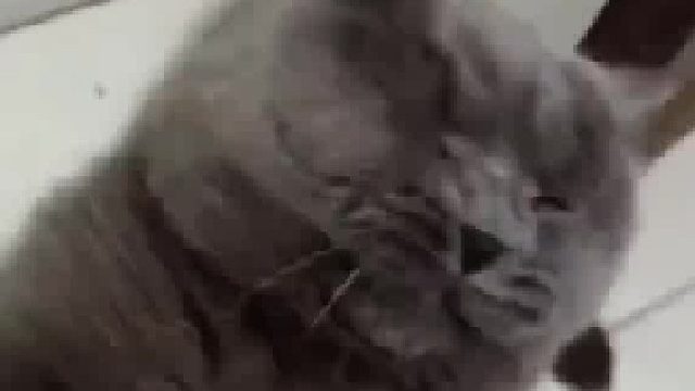 猫咪和主人打架，猫咪：这是打架吗，是单方面挨打