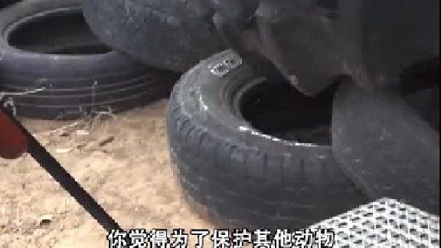 为了保护动物，老人20年杀死1400只猫，为何国家还要奖励他3