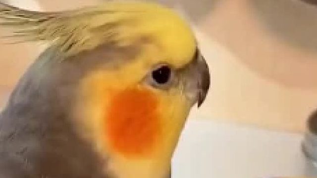 有节奏感的小鹦鹉