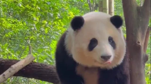 花花耍赖不回去