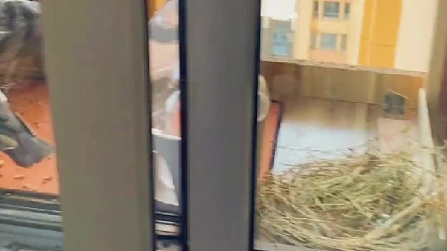 这圣诞大耳狗和摇摆圣诞树也太可爱了吧！