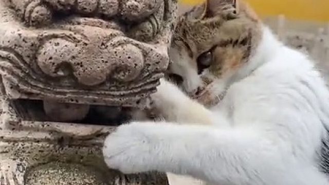 小猫：还有我捣鼓不出来的东西？