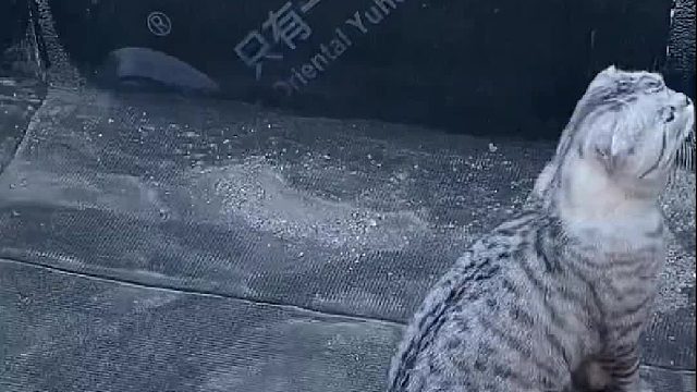 我穿越了，当时狗子们还小，这次我决心逃跑……